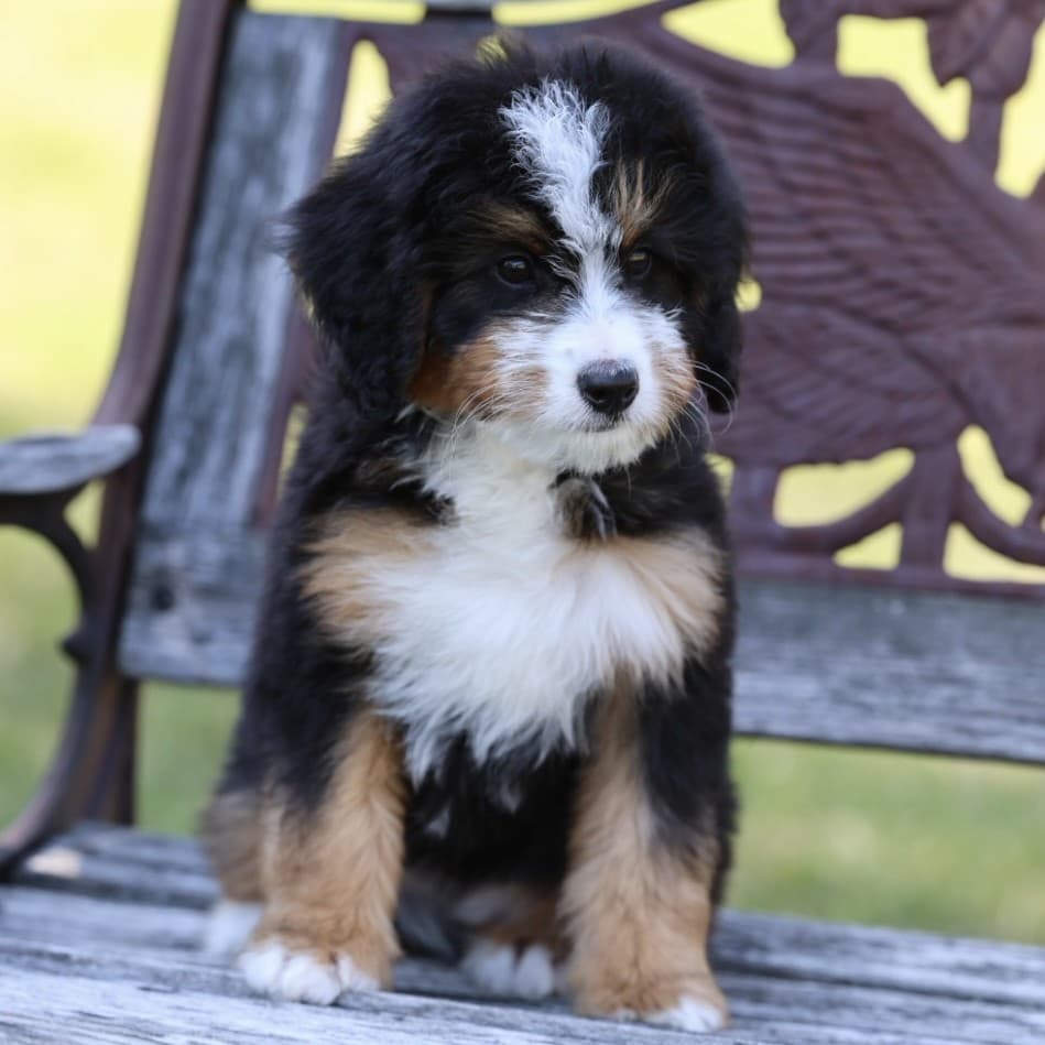 Bernedoodles