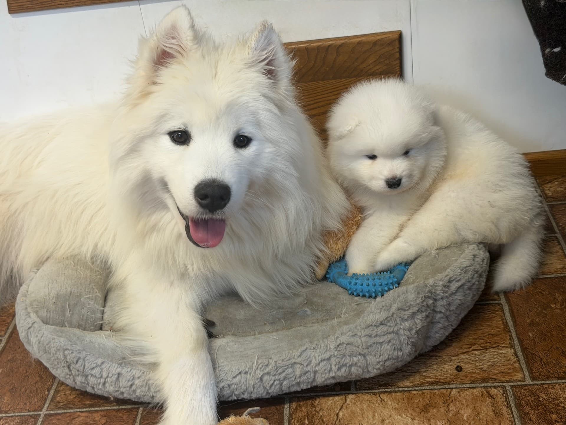 One of our dogs at home