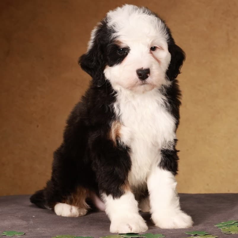 Samoyed puppy Ugo