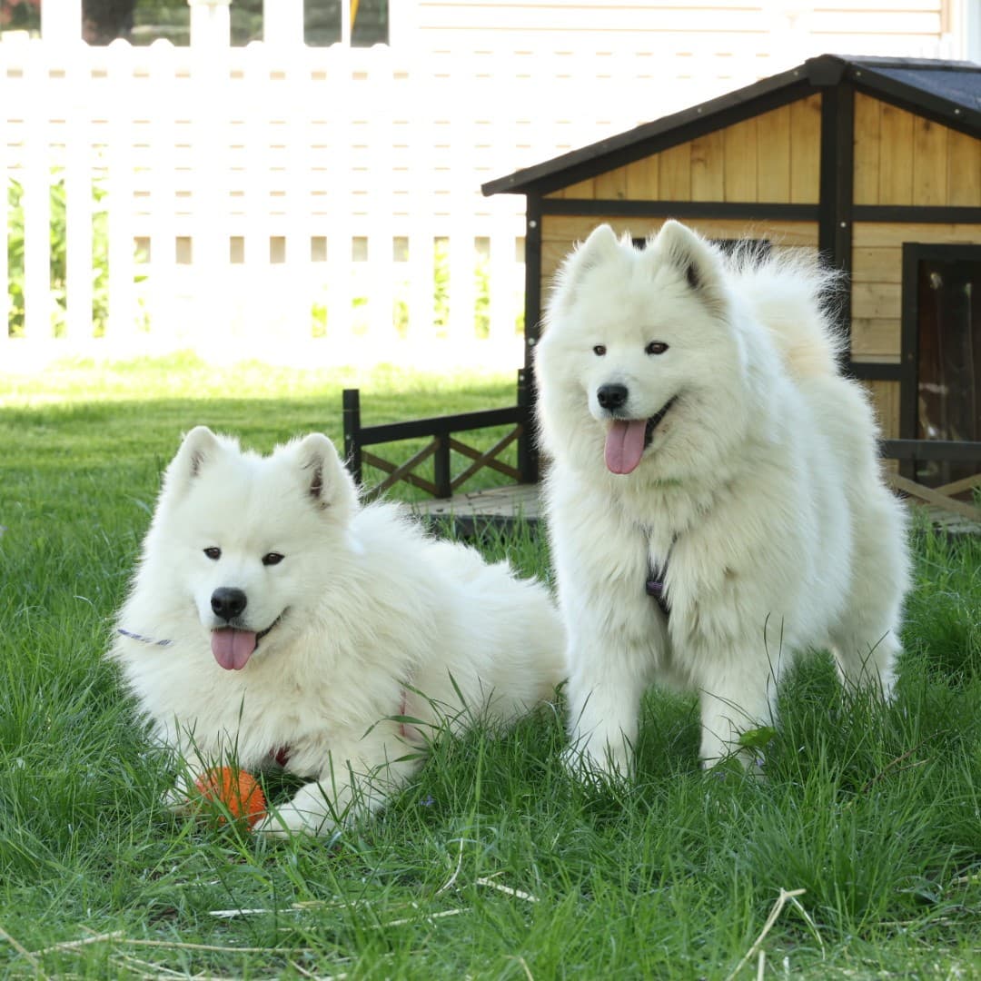 Samoyeds