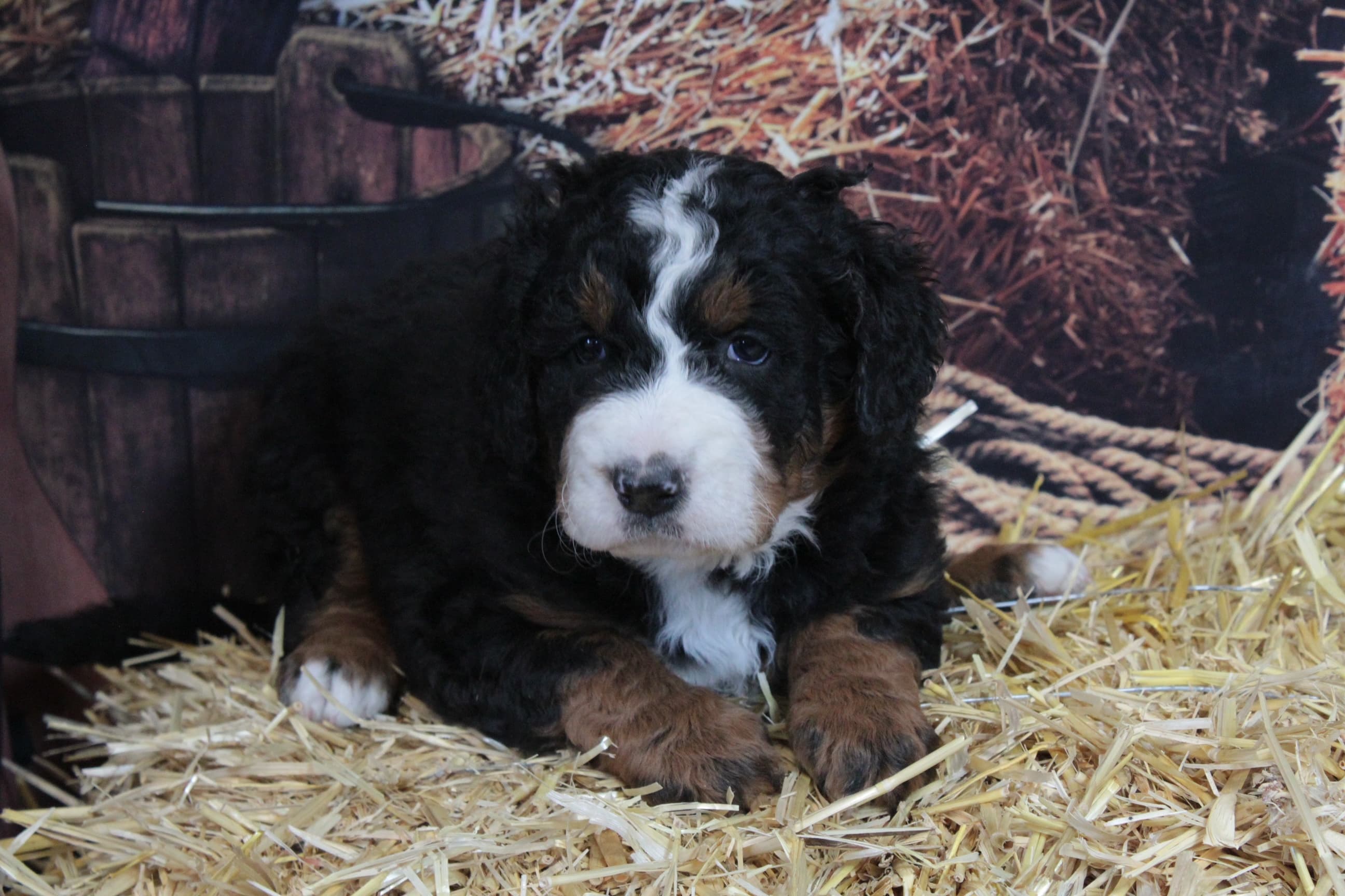 Tricolor bernedoodle puppy