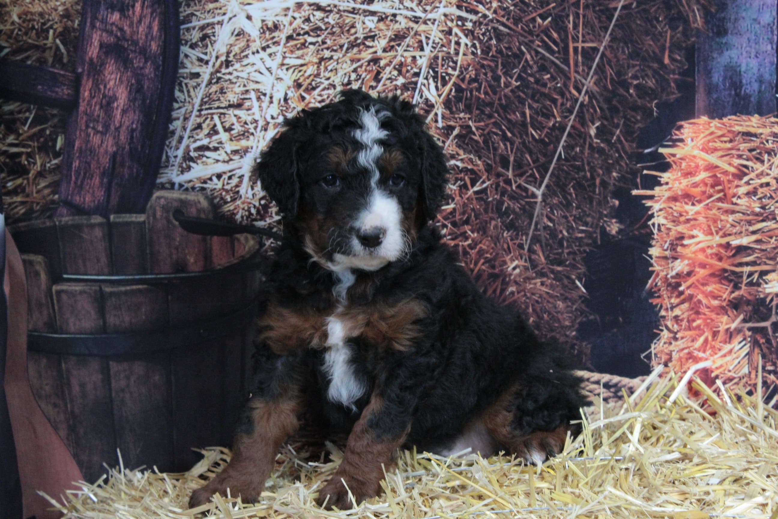 Tricolor bernedoodle puppy on straw